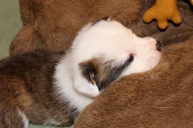 Puppy